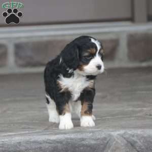 Chief, Cavapoo Puppy